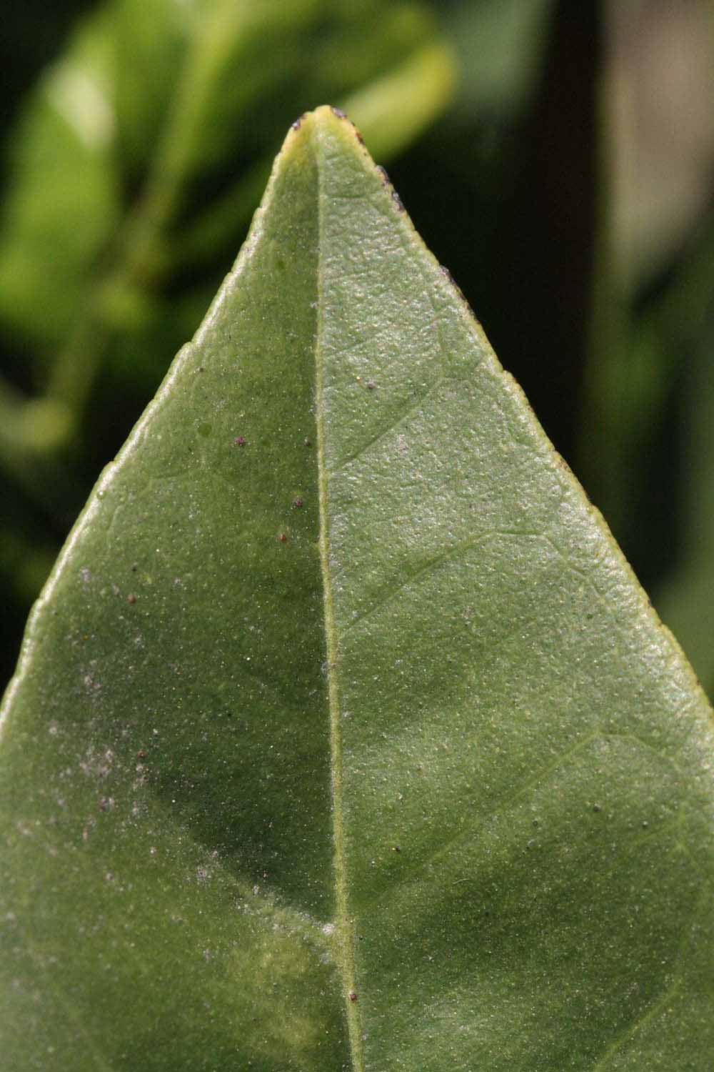              Margin (Riverside, CA)       